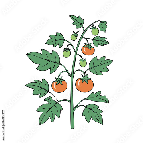 Ripe tomatoes growing on a green plant with leaves and unripe fruit