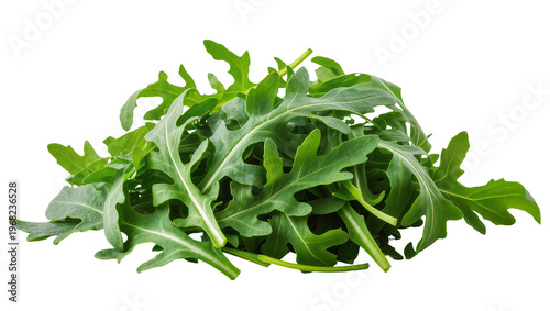 Vászonkép Fresh vibrant arugula leaves densely piled and showing natural textures, isolate