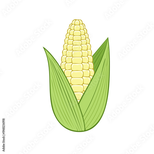 Fresh Corn Cob Illustration With Green Leaves