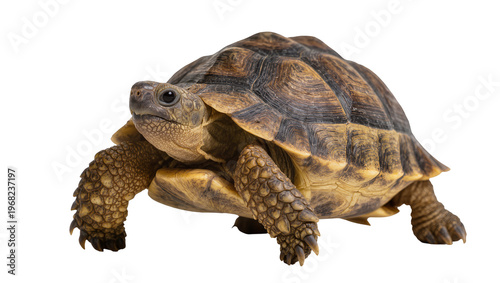 Bild auf Leinwand Detailed brown tortoise with textured shell and scaled legs, slowly crawling for