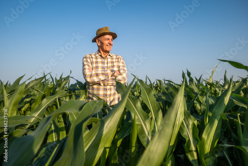 Satisfied senior farmer is standing in his growing corn field. He is looking away and smiling.