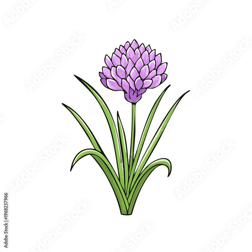 Single purple allium flower with green stems and leaves, isolated, illustration, doodle style