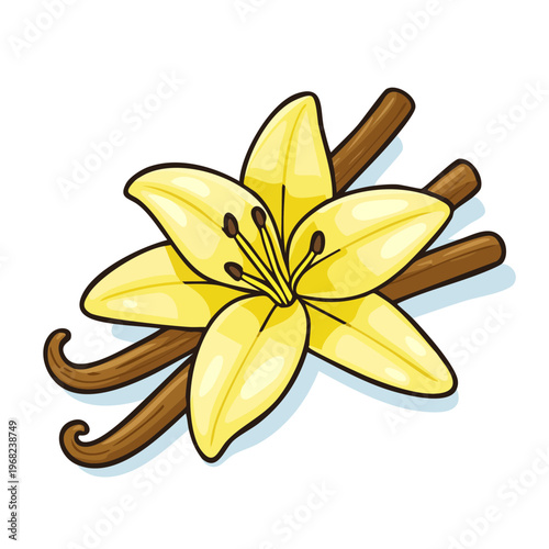 Yellow Vanilla Flower and Brown Vanilla Pods Illustration