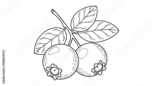 Black and white line art illustration of two blueberries hanging from a small branch with several detailed leaves and veins.