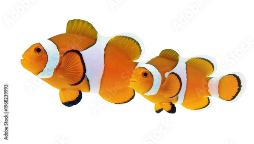 Картината върху платно Group of vibrant orange clownfish with distinctive black and white markings, gra