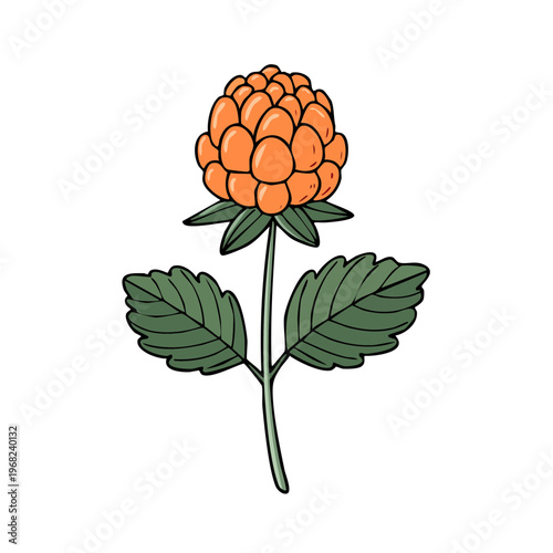Illustration of a single ripe cloudberry fruit on a stem with green leaves