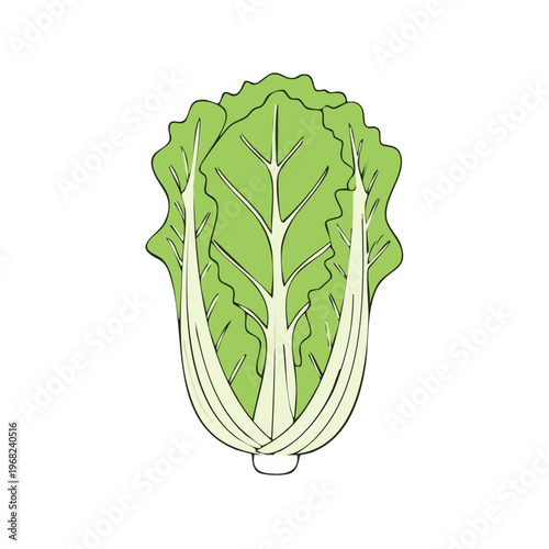 Healthy green napa cabbage vegetable isolated on white background illustration
