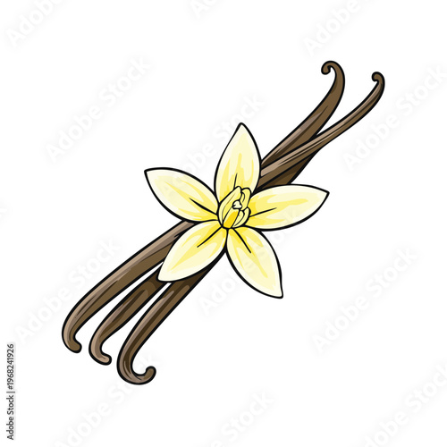 Vanilla bean pods and orchid flower illustration isolated on white background