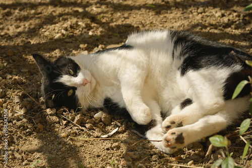 Un chat se roule sur le dos, sur un sol de terre caillouteux, sous l'ombre d'un arbre par une journée ensoleillée