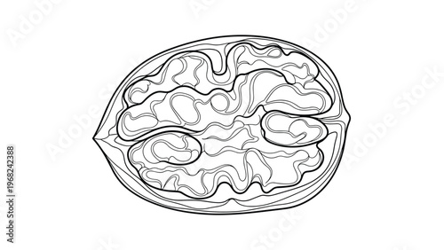 Detailed black and white line drawing of a walnut kernel for healthy food packaging or botanical art design.