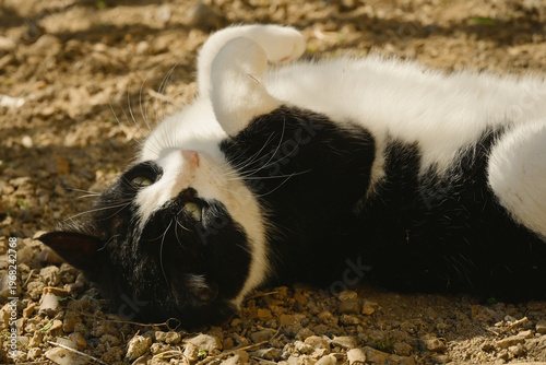 Gros plan sur un chat qui se roule sur le dos, sur un sol de terre caillouteux, sous l'ombre d'un arbre par une journée ensoleillée