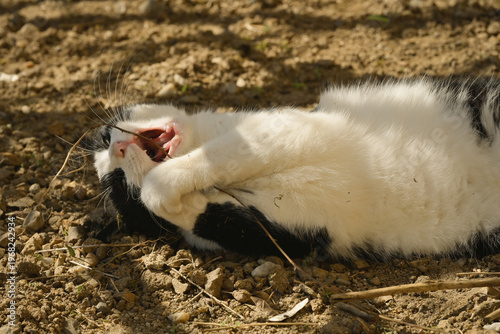 Un chat joue à mordiller une brindille sur le dos, sur un sol de terre caillouteux, sous l'ombre d'un arbre par une journée ensoleillée