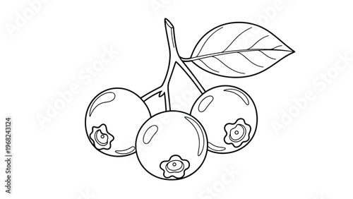 Botanical black and white line art illustration of three blueberries on a stem with a single detailed leaf.