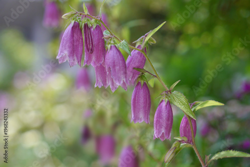 Bild auf Leinwand Purple bellflower (Campanula) with soft green bokeh background, delicate summer