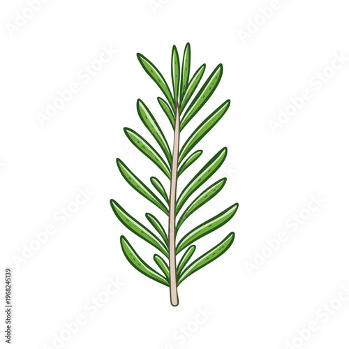 Fresh green rosemary herb sprig with needle like leaves hand drawn illustration