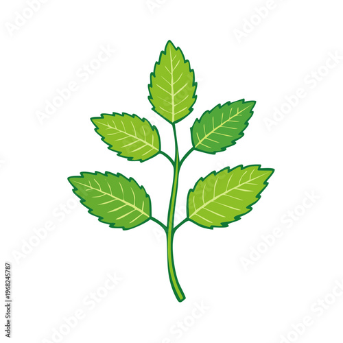 Illustration of a vibrant green mint sprig with serrated leaves and a central stem
