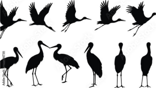 Graceful flock of diverse wading birds standing in a line formation Vector