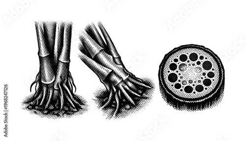 Houseplant stem and base, a realistic houseplant stem base shown upright, angled, and close-up cross view as three object representations emphasizing thickness