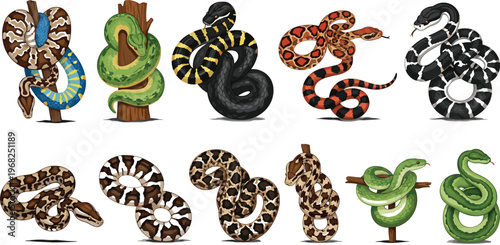 Snake Set with Different Colorful Snakes Coiled and Wrapped Around Branch Cartoon Reptile Vector Illustration Collection for Wildlife and Nature Design