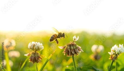 A honeybee flies towards clover flowers in a sun-drenched meadow, captured in a shallow depth of field