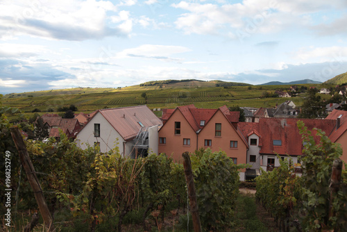 Tableau sur toile Vineyard landscape in France showcasing rows of grapevines with a picturesque vi