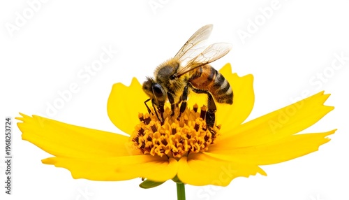 A honeybee, with translucent wings and striped abdomen, feeds on the pollen of a vibrant yellow flower with a brown center