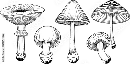 Collection of detailed black and white line mushroom a white background fungi nature