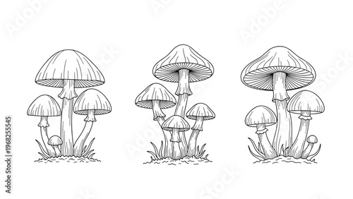 Botanical illustration of three distinct groups of wild mushrooms with different cap shapes and gill structures presented in a detailed sketch.