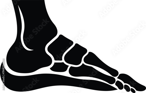 Silhouette human foot anatomy showing internal bone structure and joints vector illustration