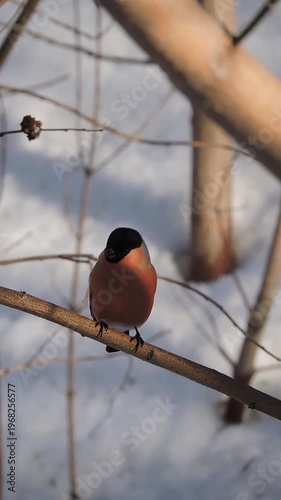 A bullfinch sits on a branch of a tree in winter