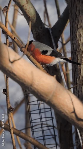 A bullfinch sits on a branch of a tree in winter