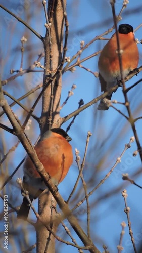 Two bullfinches sit on a branch and basks in the rays of the evening sun