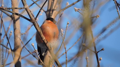 Bullfinch sits on a branch and basks in the rays of the evening sun