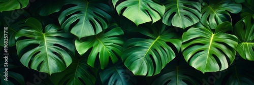 Lush Monstera Leaves in a Tropical Jungle Setting, Creating a Serene and Organic Atmosphere