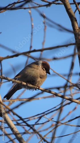 Sparrow sits on a branch and basks in the rays of the evening sun