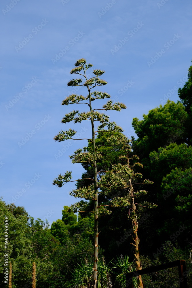 Fototapeta premium Tall agave flower stalk reaching into blue sky above lush greenery