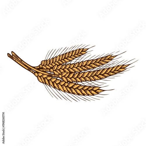 Wheat ears, bundle of grain culture, colourful, hand-drawn illustration, line art contour, isolated