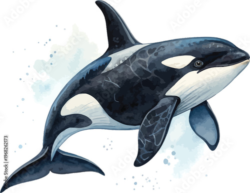 Watercolor Orca Illustration, Killer Whale Clipart, isolated on white background