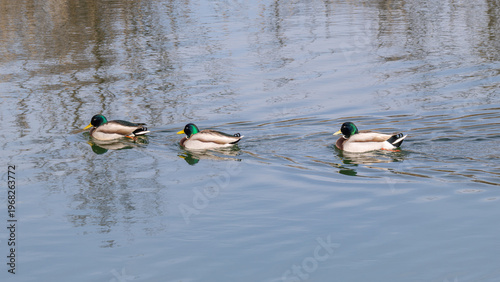Stockenten