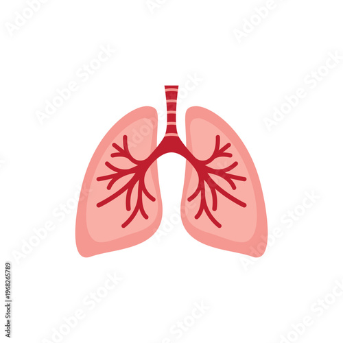 human lungs anatomy illustration