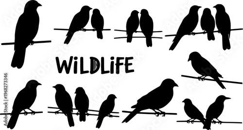 Wildlife. Silhouettes of birds sitting on wires. Vector illustration
