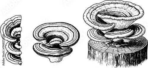 Detailed black and white ink of shelf fungi growing a tree stump and isolated fungus
