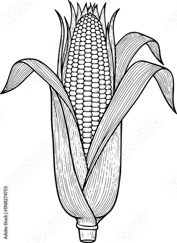 Detailed black and white line of a ripe ear of corn with husks and leaves maize food