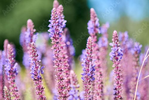 Vibrant salvia flowers blooming in sunlit garden with soft green background