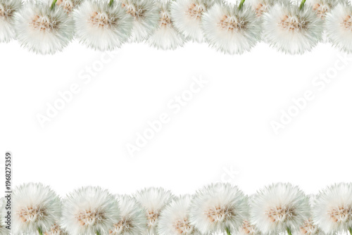 Fluffy white dandelion seed heads arranged as top and bottom borders isolated on white background with copy space.