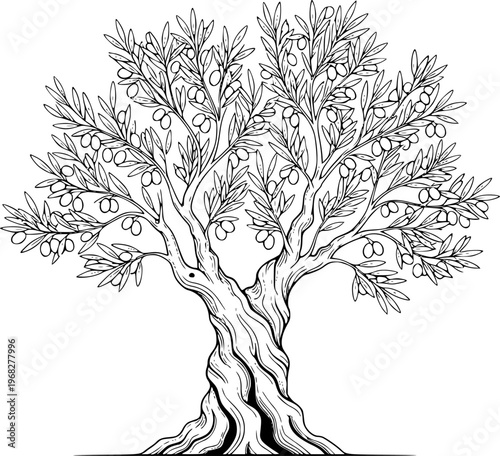 Detailed black and white of a olive tree with abundant olives and twisted trunk a white background