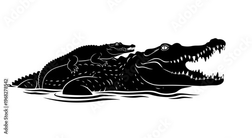 Mother Alligator with Baby Alligator on Her Back in Water.