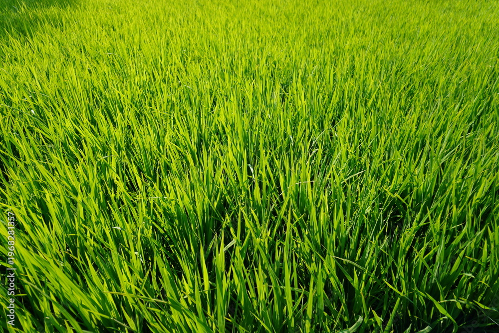 Fototapeta premium Lush Green Rice Plants in Sunlit Field