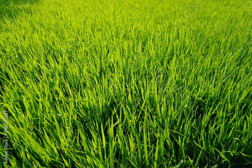 Obraz na plátně Lush Green Rice Plants in Sunlit Field
