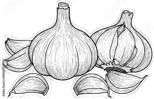 Detailed Line of Garlic Bulbs and Cloves a White Background food ingredient